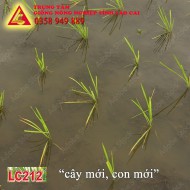 GIỐNG LÚA LC212